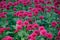 Chrysanthemum ï¼ˆlollipop purpleï¼‰