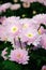 Chrysanthemum ï¼ˆmonalisa rosyï¼‰