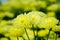 Chrysanthemum ï¼ˆmonalisa yellowï¼‰