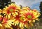 Chrysanthemums against blue sky and clouds