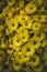 Chrysanthemums Background