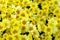 Chrysanthemums. Background of yellow flowers