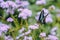 Chrysanthemums bloom in late autumn