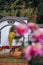 Chrysanthemums bloom in late autumn