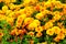 Chrysanthemums in botanical park, greenery in city. Orange flowers chrysanthemums in autumn. Blooming nature background