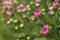 Chrysanthemums Buds