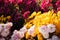 Chrysanthemums colorful multicolored background. Copy space