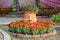 Chrysanthemums daisy flowers bed with statue head decoration