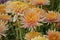 Chrysanthemums family Asparagaceae. Countless horticultural varieties Perennial herbaceous.