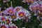 Chrysanthemums family Asparagaceae. Countless horticultural varieties Perennial herbaceous.