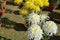 Chrysanthemums family Asparagaceae. Countless horticultural varieties Perennial herbaceous.