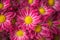 Chrysanthemums floral background. Colorful pink mums cluster flowers