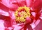 Chrysanthemums flower