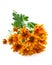 Chrysanthemums flower, goldon daisy