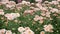 Chrysanthemums flower, sometimes called mums or chrysanths