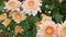 Chrysanthemums flower, sometimes called mums or chrysanths