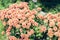 Chrysanthemums on the flowerbed on the street, autumn floral background