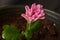 Chrysanthemums, flowering plants genus Chrysanthemum, family Asparagaceae. Countless horticultural varieties Pink coloured flower.