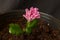 Chrysanthemums, flowering plants genus Chrysanthemum, family Asparagaceae. Countless horticultural varieties Pink coloured flower.