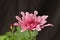 Chrysanthemums, flowering plants genus Chrysanthemum, family Asparagaceae. Countless horticultural varieties Pink coloured flower.