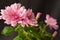 Chrysanthemums, flowering plants genus Chrysanthemum, family Asparagaceae. Countless horticultural varieties Pink coloured flower.