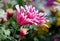 Chrysanthemums, flowering red and white flowers