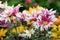 Chrysanthemums, flowering red and white flowers