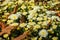 Chrysanthemums flowers with autumn leaves close-up