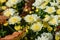 Chrysanthemums flowers with autumn leaves close-up