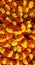 Chrysanthemums flowers garland red and yellow