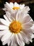 Chrysanthemums flowers water drops macro