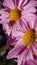 Chrysanthemums flowers water drops macro