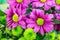 Chrysanthemums, fresh vibrant purple and green florist flowers.