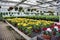 Chrysanthemums in a greenhouse. Large glass greenhouse with flowers. Growing flowers in greenhouses. Interior of a
