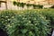 Chrysanthemums in a greenhouse. Large glass greenhouse with flowers. Growing flowers in greenhouses. Interior of a