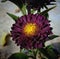 Chrysanthemums, Guldaudi maroon Color in the garden