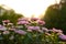 Chrysanthemums indicum flower in pink color at sunrise