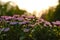 Chrysanthemums indicum flower in pink color at sunrise