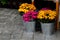 Chrysanthemums in an iron buckets