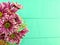 Chrysanthemums pink flowers bouquet on green background