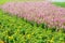 Chrysanthemums and Pink Salvia flower blossoming in the field.