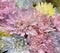 Chrysanthemums, sometimes called mums, pastel colors