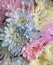 Chrysanthemums, sometimes called mums, pastel colors