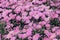 Chrysanthemums wallpaper. Opened chrysanthemums buds in nursery