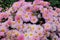 Chrysanthemums wallpaper. Pink bright blooming background. Opened chrysanthemums and buds in garden