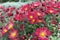 Chrysanthemums wallpaper. Red bright picturesque background. Blooming chrysanthemums buds