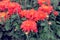 Chrysanthemums wallpaper. Red bright picturesque background. Opened chrysanthemums buds