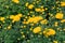 Chrysanthemums wallpaper. Yellow bright picturesque background. Blooming chrysanthemums buds