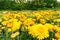 Chrysanthemums wallpaper. Yellow bright picturesque floral background. Opened chrysanthemums and buds