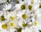 Chrysanthemums white closeup